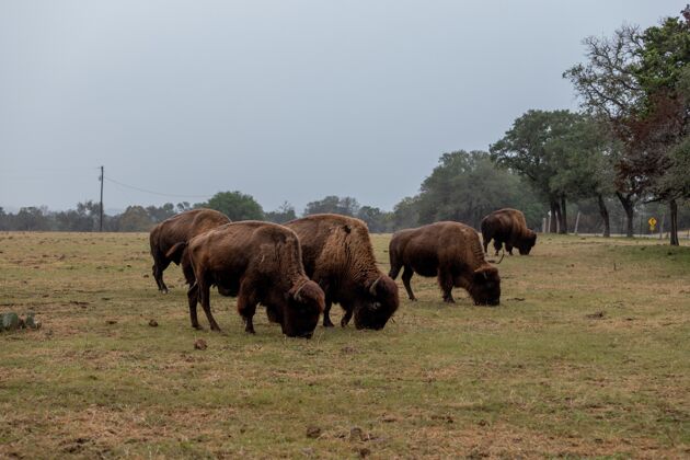 野生在草地上吃草的棕色大野牛荒野动物野生动物