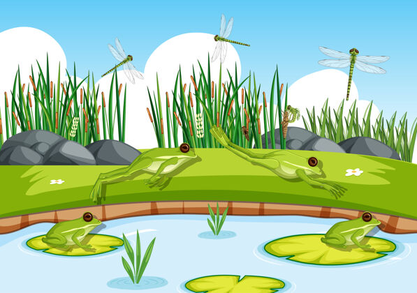 绿色池塘里有许多绿色的青蛙和蜻蜓青蛙森林生物