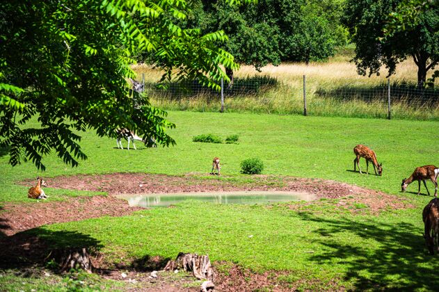 乡村阳光明媚的日子里 动物园里绿草上美丽的鹿照片花园季节野生