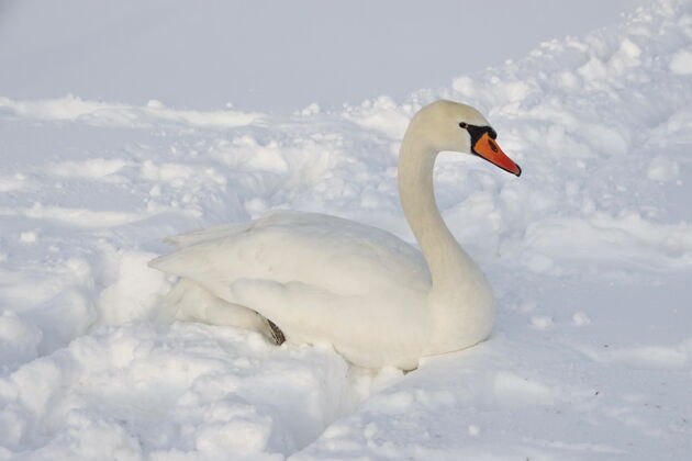 霜冻天鹅坐在深雪里动物坐着天鹅