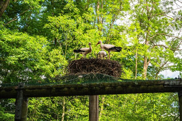 鸟类春天白鹳一家在巢里的美丽照片动物群栖息地翅膀