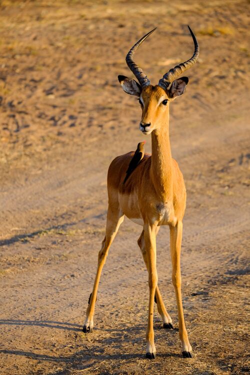 羚羊一只羚羊站在地上狩猎的垂直镜头干动物群野生动物