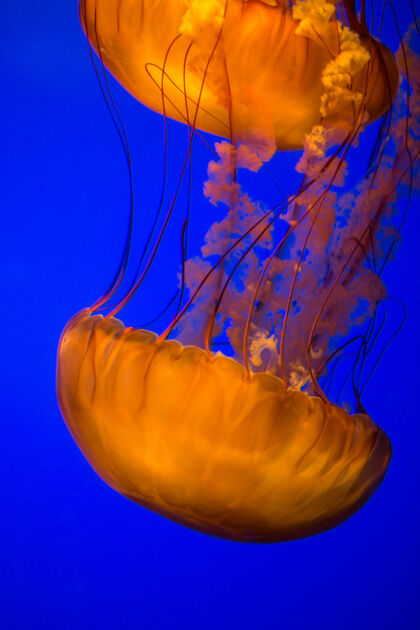 水下两只棕色水母动物水母海洋生物