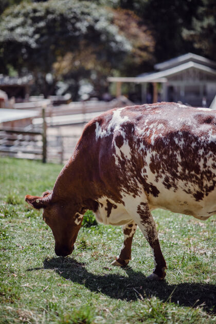 乡村棕色的牛在吃草动物哺乳动物牛