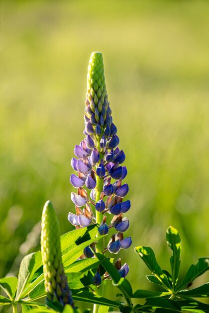 宏紫翠雀垂直选择性聚焦拍摄花开花花瓣