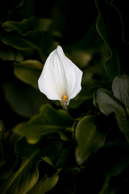 花儿白色花瓣的花花儿