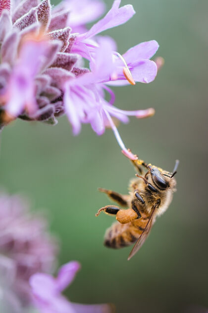 蜜蜂蜜蜂啜饮着紫色的花絮蜜蜂黄蜂无脊椎动物