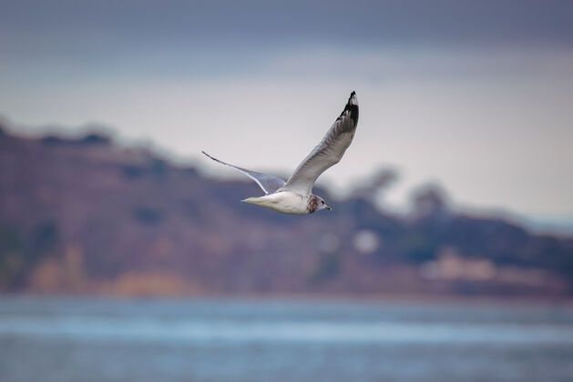 飞翔白昼飞过海面的黑白鸟鸟海鸥海边