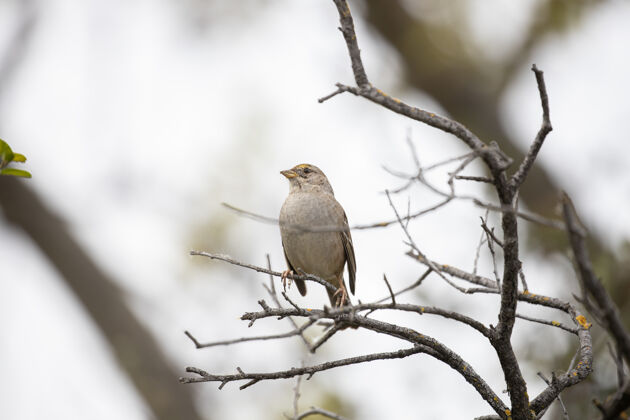 鸟树枝上的棕色小鸟雀动物麻雀