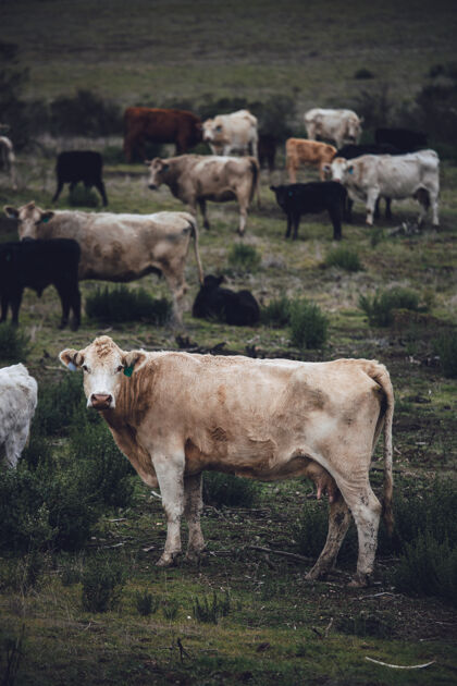 小牛白昼绿草地上的白牛农场动物牧场