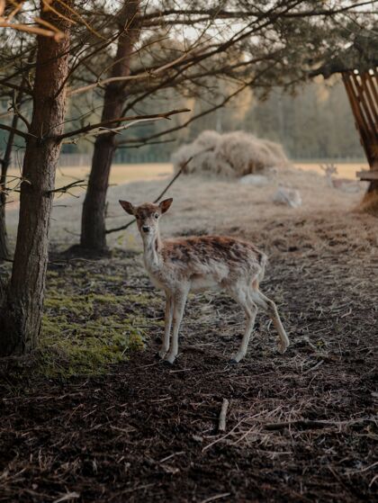 田野选择性聚焦拍摄一只白尾鹿在农田里自然农场狩猎