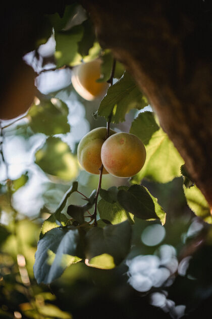 农产品树上有黄色的圆形水果水果食物杏子