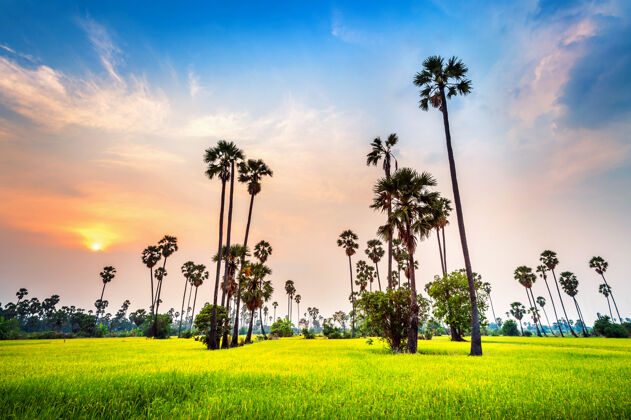 叶日落时的糖椰和稻田景观农村水稻环境