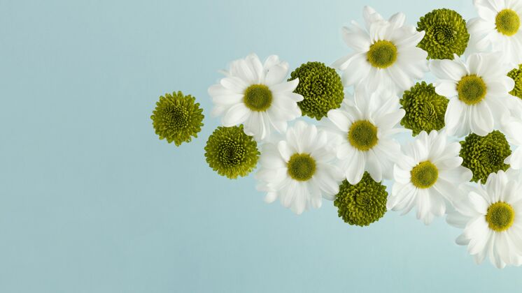 花卉春天雏菊的顶视图平面开花花卉
