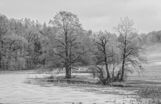 自然水体附近的灰色树木瑞士霜冻土地