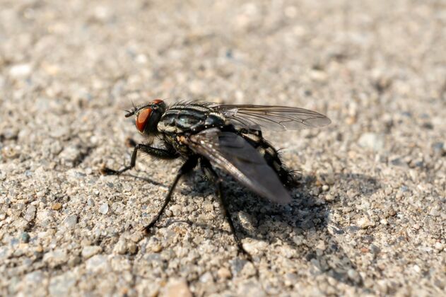 小一只苍蝇在阳光下的地面特写 背景模糊地面眼睛多毛