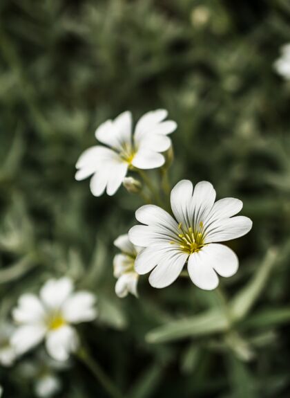春天垂直对焦拍摄白色大针叶草花背景花园花