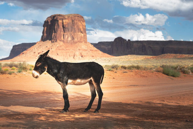 自由野生驴子在一个美丽的电影景观前 亚利桑那州自然美沙漠西南荒野
