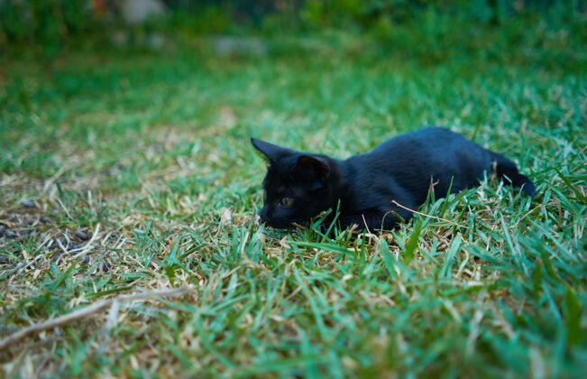 小一只顽皮的黑猫在花园的绿草上的特写镜头阳性哺乳动物猫