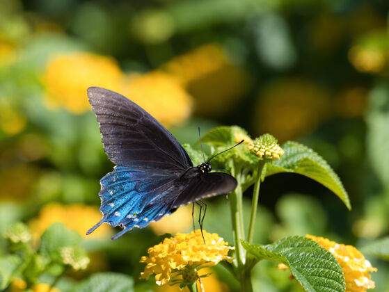 叶一只燕尾蝶坐在花上的选择性聚焦镜头生物无脊椎动物花