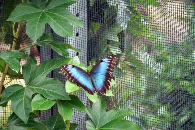 蝴蝶蓝色形态蝴蝶 张开翅膀栖息在靠近网的叶子上明亮花园叶