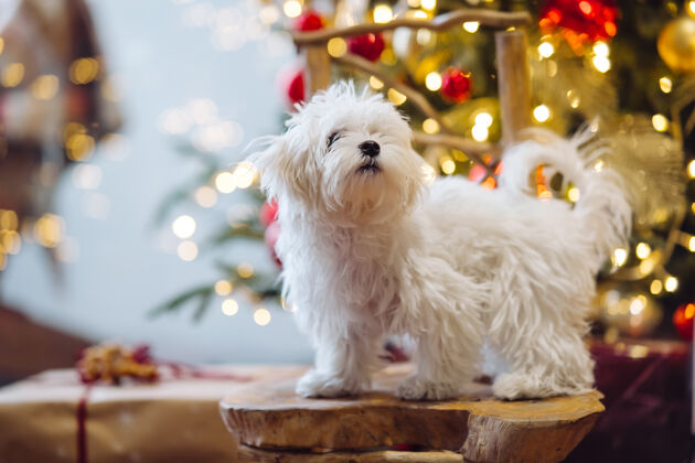 新的圣诞树背景上的白色小猎犬松树节日圣诞