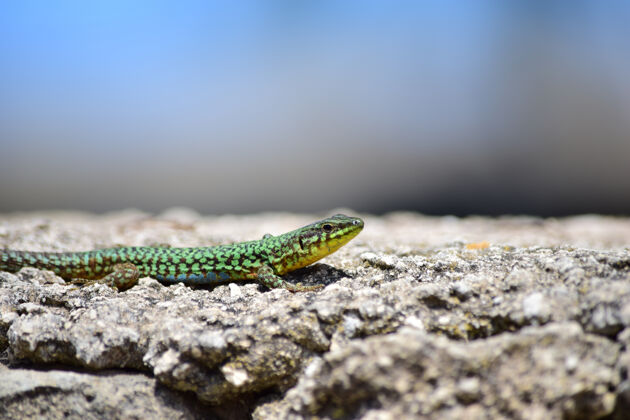 小绿色雄性马耳他壁虎 podarcisfilfolensismaltensis 在墙上晒太阳夏天鳞片蜥蜴