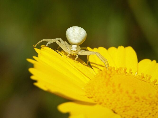 蜘蛛黄花上的白黄花蟹蜘蛛特写镜头植物动物园草