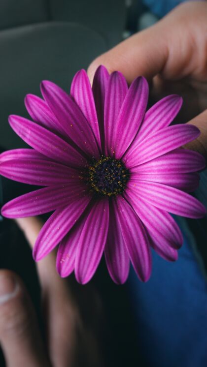 雏菊一个男人手里的紫色非洲雏菊的垂直特写镜头花花瓣花束