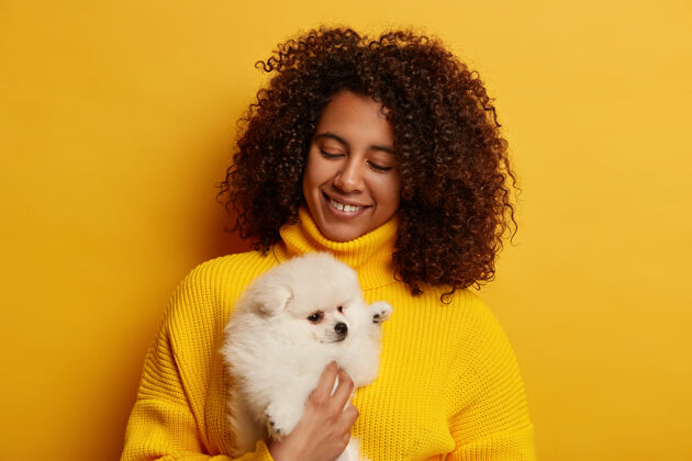 友谊快乐女人的水平镜头 浓密的非洲头发 很高兴与纯种小狗玩耍 照顾白色的斯皮茨 穿着黄色毛衣 在室内摆姿势欢呼快递照顾