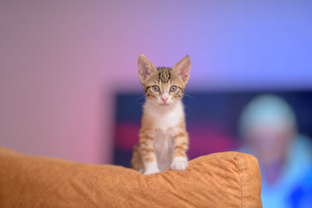 纯种一只可爱的姜黄色小猫在沙发上的特写镜头 背景模糊国内猫爪子