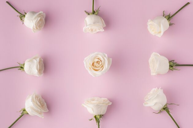 花朵俯瞰盛开的玫瑰平面图俯视图玫瑰