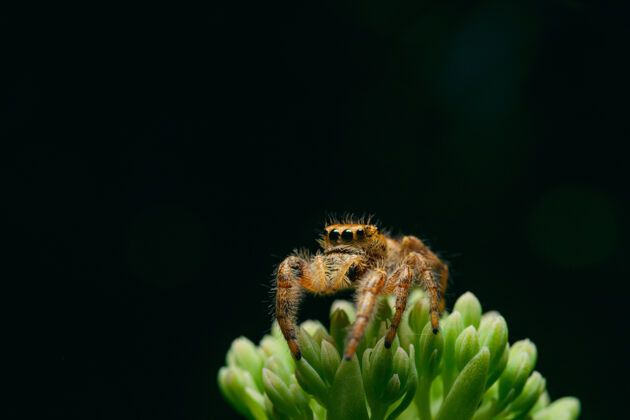 春天黑色背景上绿色植物上蜘蛛的宏镜头户外生长美丽