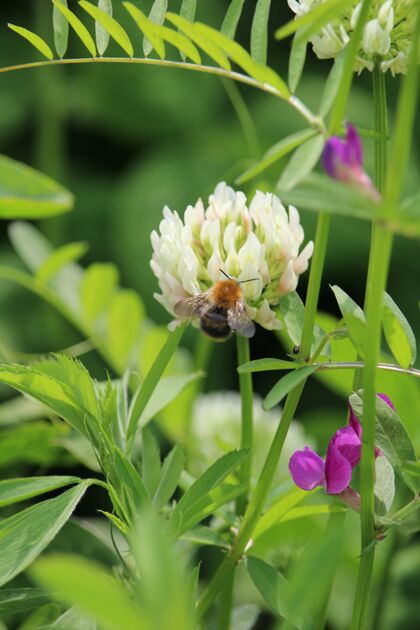 叶一只蜜蜂坐在白色荷兰三叶草上的垂直镜头颜色蜜蜂荷兰