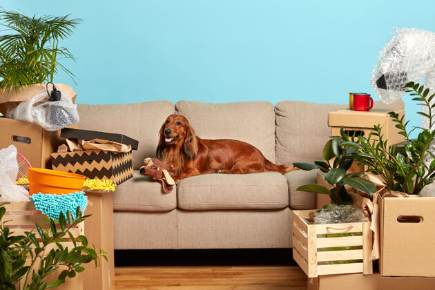 朋友纯种狗躺在舒适的沙发上 玩着柔软的玩具 在新公寓里等着主人 周围是装满家庭物品的纸板箱白天公寓小狗