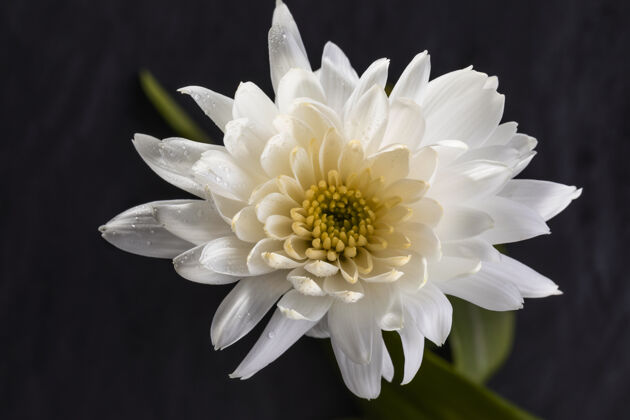 植物学美丽的白色花朵宏观花卉美丽