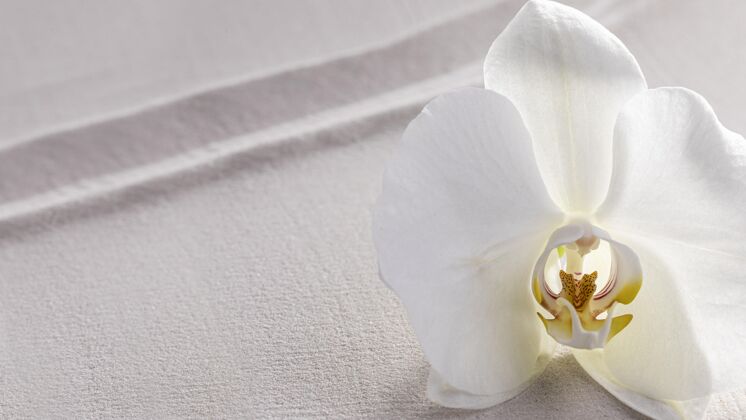 花卉顶视图白色兰花盛开开花生态植物