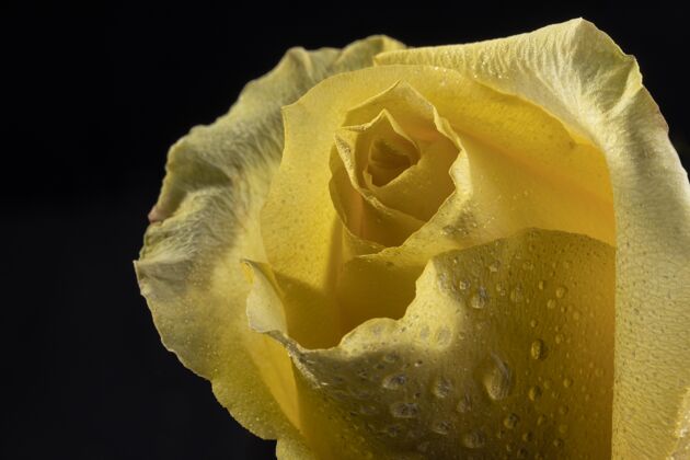 特写美丽的黄玫瑰生态植物玫瑰