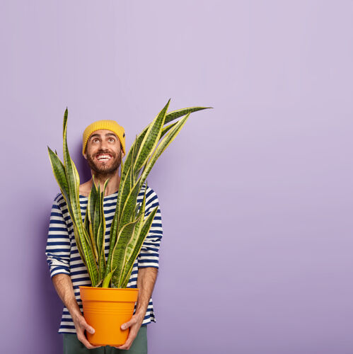 站立欢喜开朗的男人满脸笑容 穿着休闲服 拿着三叶草的花盆 准备再植 戴着黄色的帽子 留着胡茬 在紫色的背景上摆姿势 空白处胡茬条纹紫色
