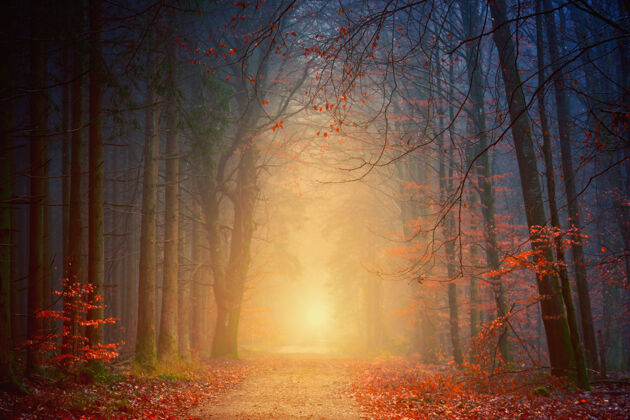 自然黄金时段的森林太阳阳光魔术