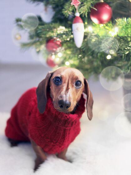 注意特写垂直拍摄的长耳腊肠狗在圣诞树附近的节日服装爱狗惊人
