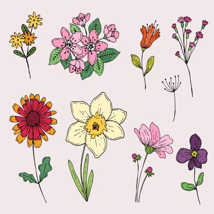 春天的花手绘春花系列收集自然分类