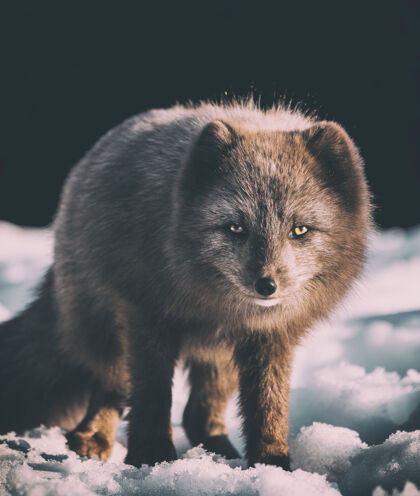 狐狸灰狐雪地对焦摄影野生雪寒冷