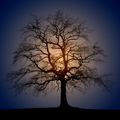 秋天太阳升起时树木的剪影照片树橡树植物
