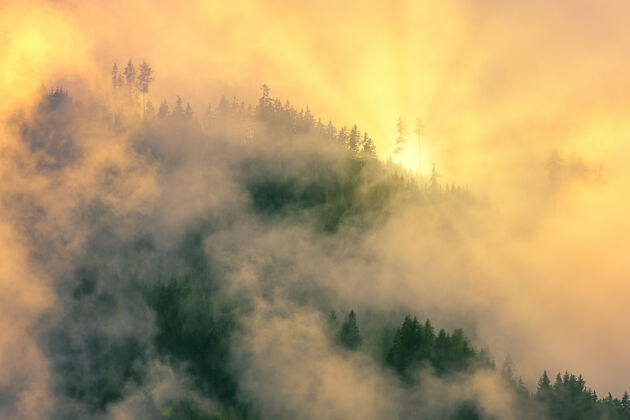 山绿树被雾覆盖雾白天雾