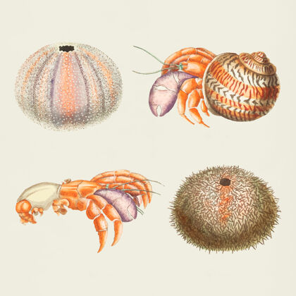 海洋生物海洋动物集合包装水生动物异国情调