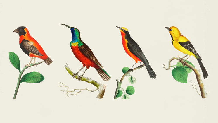 动物五颜六色的小鸟图层动物收藏异国情调动物