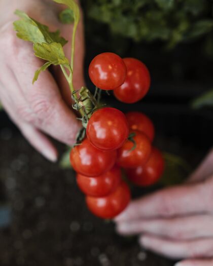 房子妇女在土壤中种植西红柿的俯视图种植蔬菜栽培
