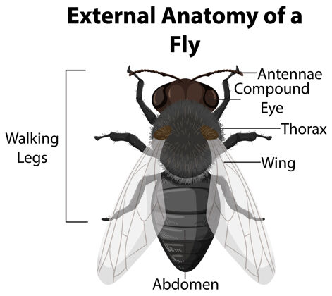 动物白色背景上苍蝇的外部解剖信息微生物学病理学
