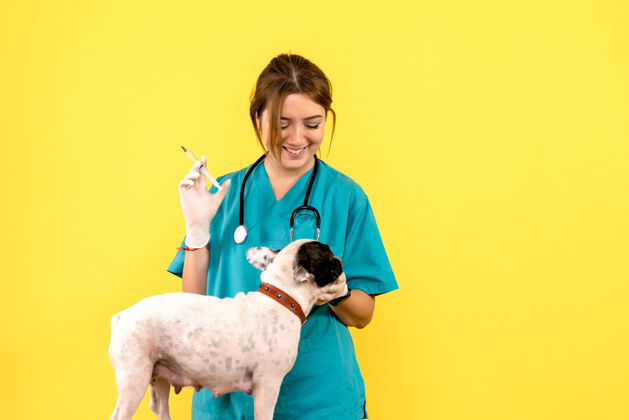 黄色女兽医在黄墙上给小狗注射的正面图小动物血统